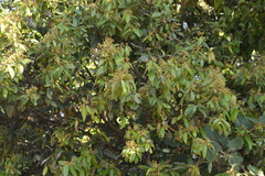 Cinnamomum wightii